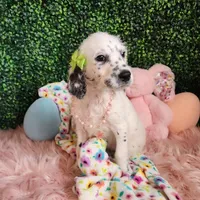 Jewel WEEKEND SALE , a female Dalmatian and Poodle - Standard  for sale in Toccoa, GA – Photo 3 of 9