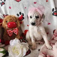 Jewel WEEKEND SALE , a female Dalmatian and Poodle - Standard  for sale in Toccoa, GA – Photo 6 of 9