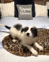 Puppy #15  😍 Panda 🐼 , a male Sheepadoodle for sale in Toccoa, GA – 5 of 10
