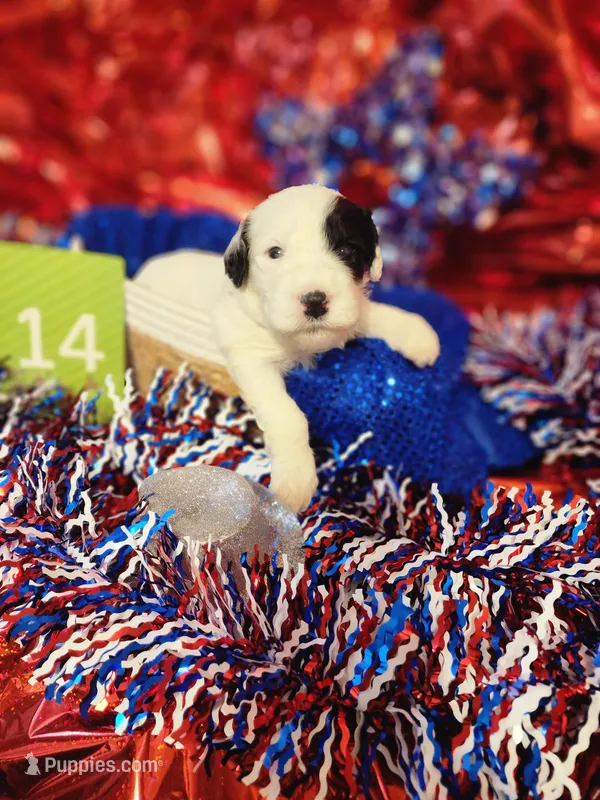 Puppy #14 – Sheepadoodle puppy for sale in Toccoa, GA