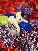 Puppy #14, a female Sheepadoodle for sale in Toccoa, GA – 1 of 2