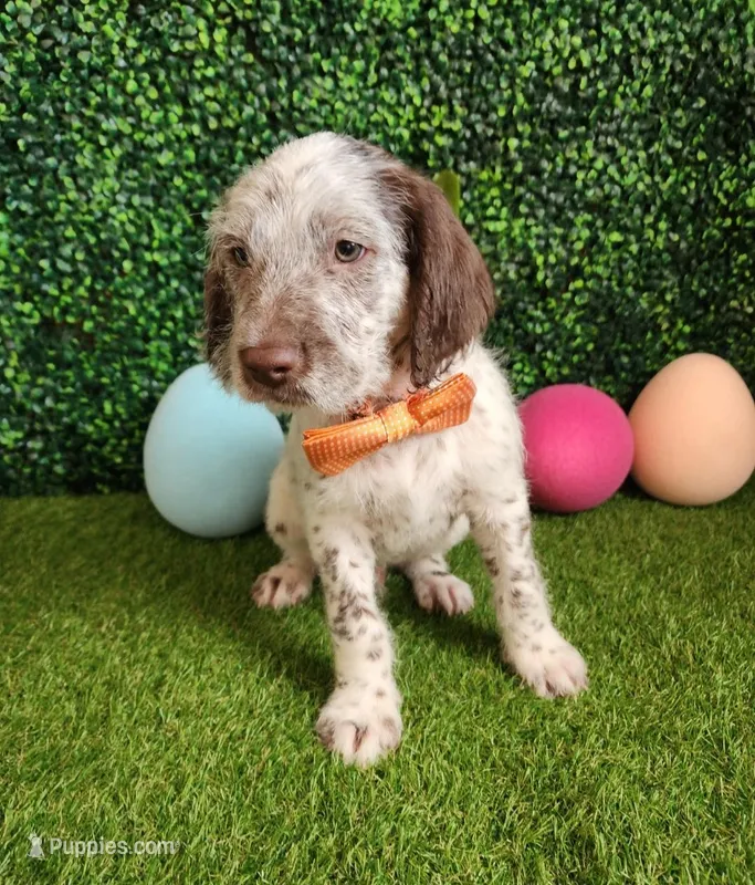 Dipstick – Dalmatian, Poodle - Standard  puppy for sale in Toccoa, GA