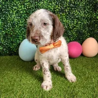 Dipstick WEEKEND SALE , a male Dalmatian and Poodle - Standard  for sale in Toccoa, GA – Photo 1 of 9