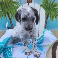 Dipstick WEEKEND SALE , a male Dalmatian and Poodle - Standard  for sale in Toccoa, GA – Photo 2 of 9