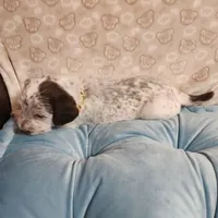 Dipstick WEEKEND SALE , a male Dalmatian and Poodle - Standard  for sale in Toccoa, GA – Photo 9 of 9