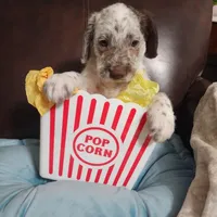 Dipstick WEEKEND SALE , a male Dalmatian and Poodle - Standard  for sale in Toccoa, GA – Photo 5 of 9