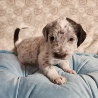 Dipstick WEEKEND SALE , a male Dalmatian and Poodle - Standard  for sale in Toccoa, GA – Photo 8 of 9