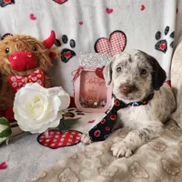 Dipstick WEEKEND SALE , a male Dalmatian and Poodle - Standard  for sale in Toccoa, GA – Photo 6 of 9