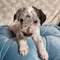 Dipstick WEEKEND SALE , a male Dalmatian and Poodle - Standard  for sale in Toccoa, GA – Photo 7 of 9