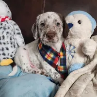 Dipstick WEEKEND SALE , a male Dalmatian and Poodle - Standard  for sale in Toccoa, GA – Photo 4 of 9