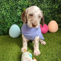 Dipstick WEEKEND SALE , a male Dalmatian and Poodle - Standard  for sale in Toccoa, GA – Photo 3 of 9