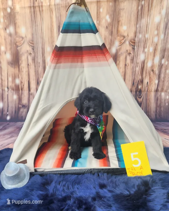 Puppy #5 – Labradoodle puppy for sale in Toccoa, GA