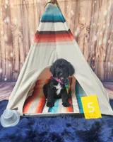 Puppy #5, a male Labradoodle for sale in Toccoa, GA – 3 of 8