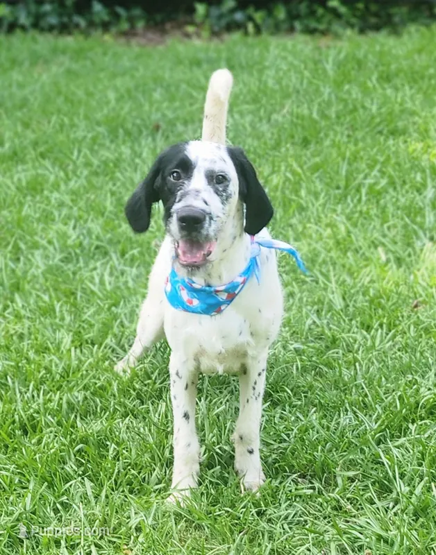 Two-Tone🥰 LOVING HOME🏡 SPECIAL  – Dalmatian, Poodle - Standard  puppy for sale in Toccoa, GA