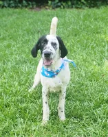 Two-Tone LOVING HOME SPECIAL , a male Dalmatian and Poodle - Standard  for sale in Toccoa, GA – 2 of 10