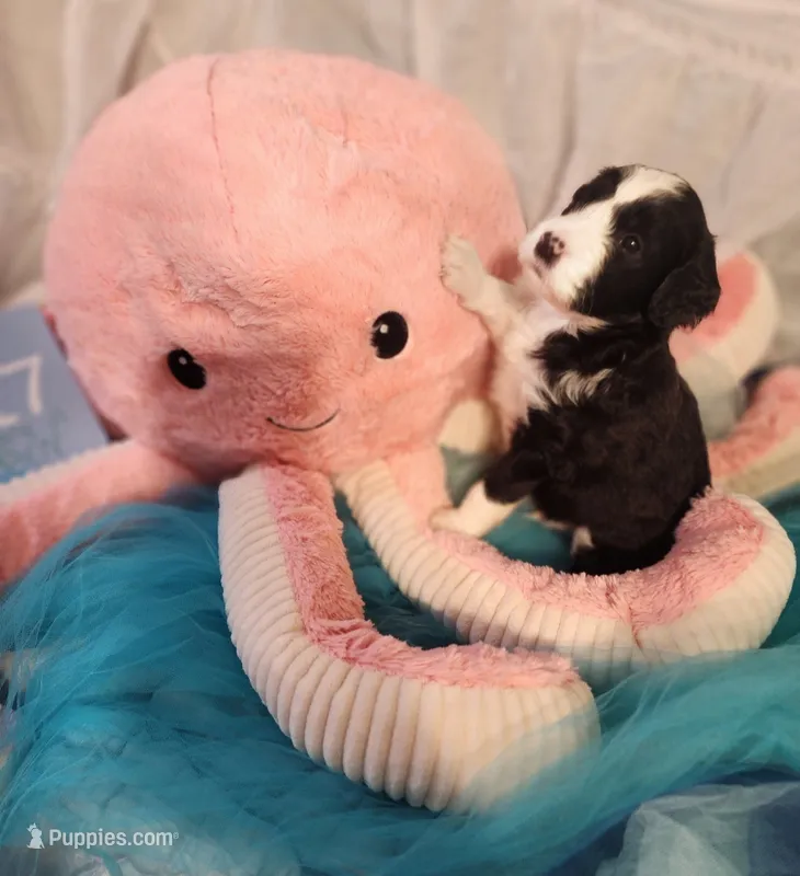 Puppy #17 – Sheepadoodle puppy for sale in Toccoa, GA