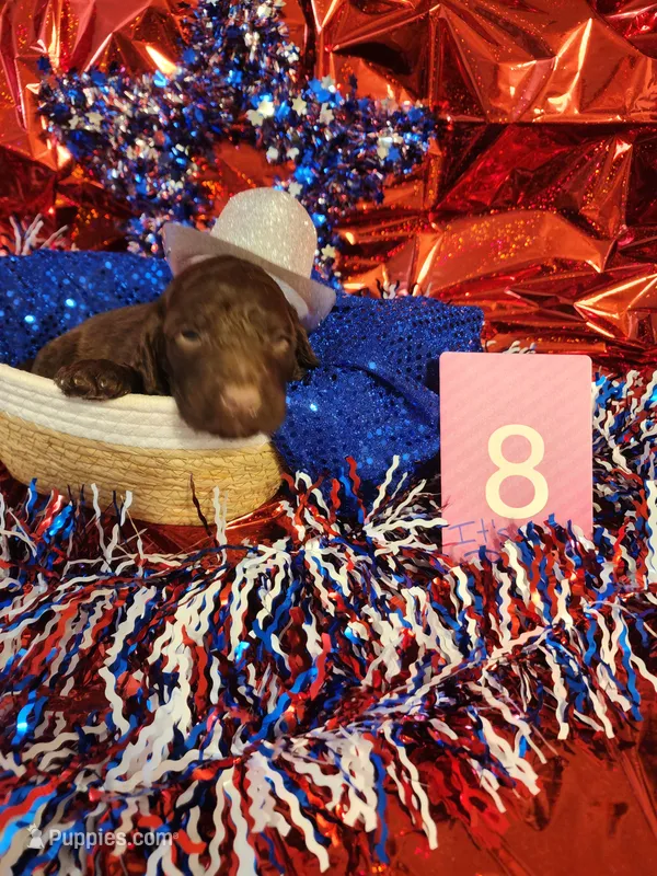Puppy #8 – Labradoodle puppy for sale in Toccoa, GA