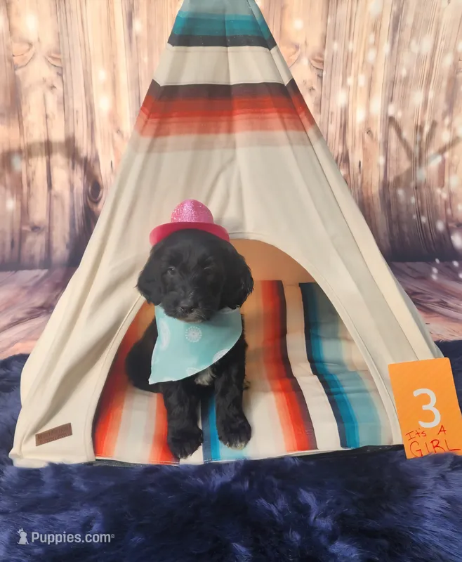 Puppy #3 – Labradoodle puppy for sale in Toccoa, GA