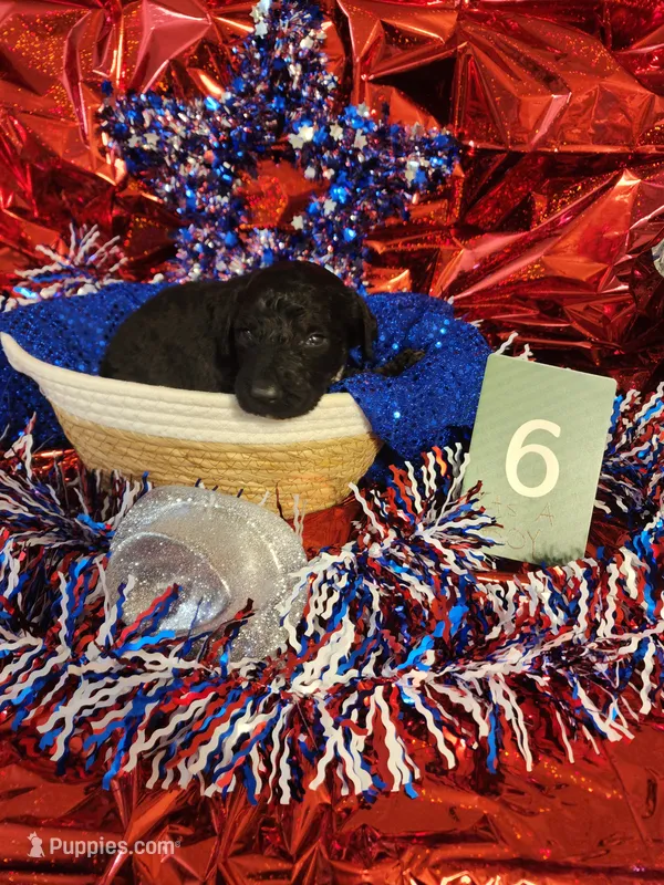 Puppy #6 – Labradoodle puppy for sale in Toccoa, GA
