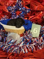 Puppy #6, a male Labradoodle for sale in Toccoa, GA – 1 of 2