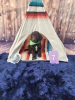 Puppy #7, a male Labradoodle for sale in Toccoa, GA – 2 of 6