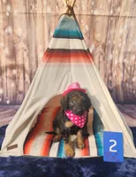 Puppy #2, a female Labradoodle for sale in Toccoa, GA – 2 of 6