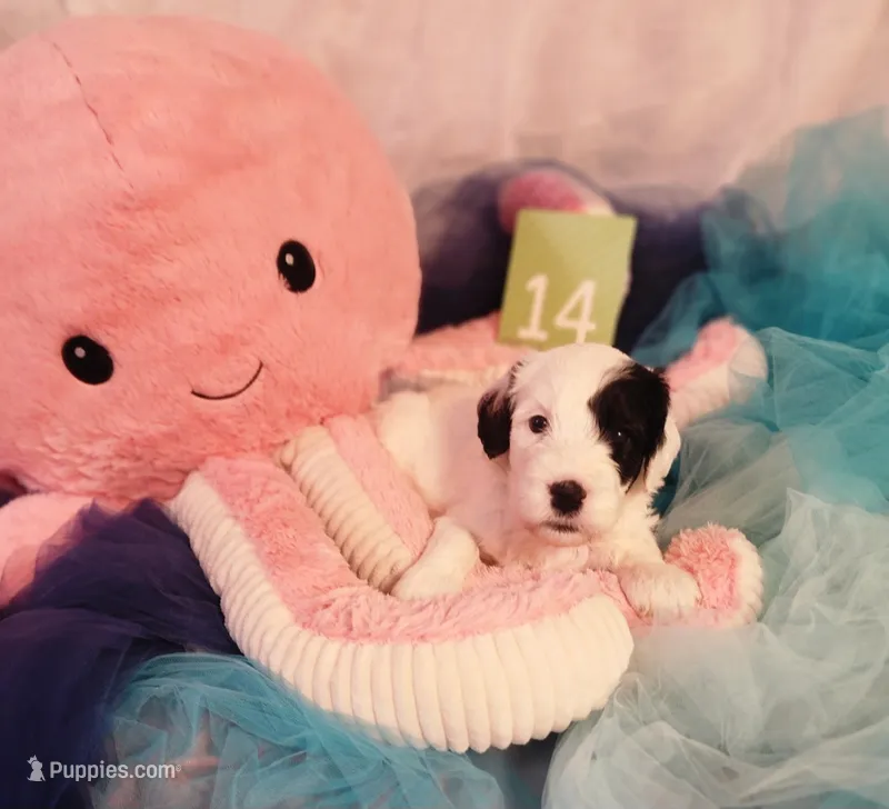 Puppy #14 – Sheepadoodle puppy for sale in Toccoa, GA