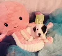 Puppy #14, a female Sheepadoodle for sale in Toccoa, GA – 1 of 4