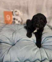 Puppy #9, a male Labradoodle for sale in Toccoa, GA – 4 of 6