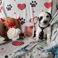 Wizzer WEEKEND SALE , a male Dalmatian and Poodle - Standard  for sale in Toccoa, GA – Photo 6 of 9