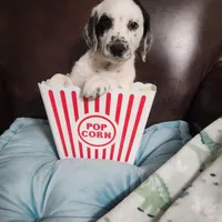 Wizzer WEEKEND SALE , a male Dalmatian and Poodle - Standard  for sale in Toccoa, GA – Photo 4 of 9