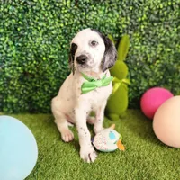 Wizzer WEEKEND SALE , a male Dalmatian and Poodle - Standard  for sale in Toccoa, GA – Photo 2 of 9