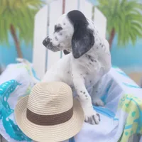 Wizzer WEEKEND SALE , a male Dalmatian and Poodle - Standard  for sale in Toccoa, GA – Photo 1 of 9