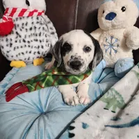 Wizzer WEEKEND SALE , a male Dalmatian and Poodle - Standard  for sale in Toccoa, GA – Photo 5 of 9