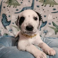 Wizzer WEEKEND SALE , a male Dalmatian and Poodle - Standard  for sale in Toccoa, GA – Photo 8 of 9