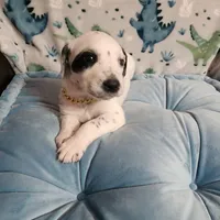 Wizzer WEEKEND SALE , a male Dalmatian and Poodle - Standard  for sale in Toccoa, GA – Photo 9 of 9