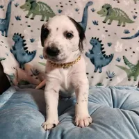 Wizzer WEEKEND SALE , a male Dalmatian and Poodle - Standard  for sale in Toccoa, GA – Photo 7 of 9