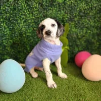 Wizzer WEEKEND SALE , a male Dalmatian and Poodle - Standard  for sale in Toccoa, GA – Photo 3 of 9