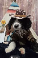Puppy #11 💝Bailey, a female Sheepadoodle for sale in Toccoa, GA – 4 of 9
