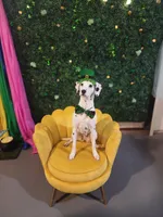 Sage Harley Rose, a female Dalmatian for sale in Toccoa, GA – 8 of 8