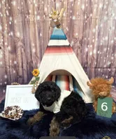 Puppy #6, a male Labradoodle for sale in Toccoa, GA – 2 of 8