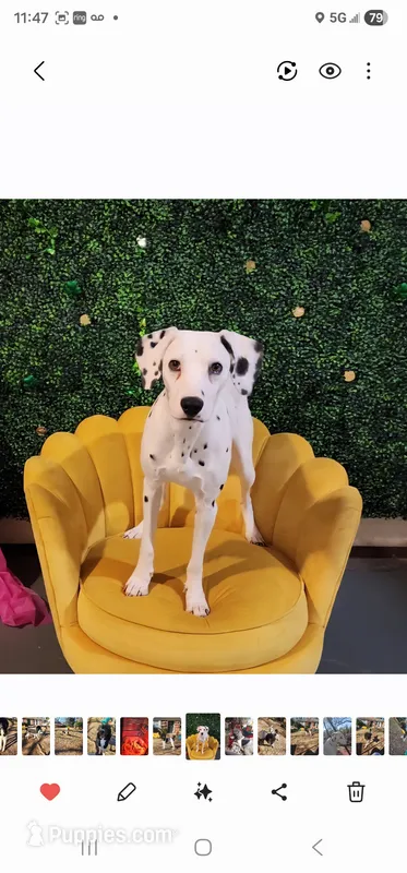 SageHarleyRose  – Dalmatian puppy for sale in Toccoa, GA