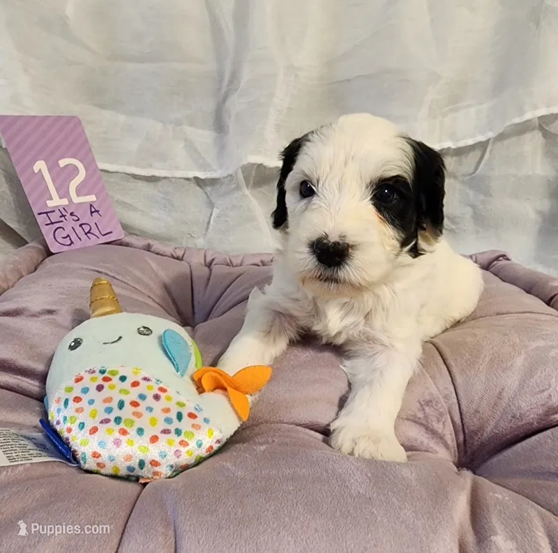 Puppy #12 – Sheepadoodle puppy for sale in Toccoa, GA
