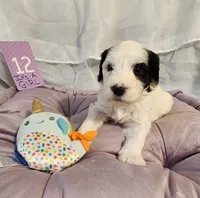 Puppy #12, a female Sheepadoodle for sale in Toccoa, GA – 1 of 4