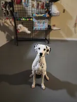 Sage Harley Rose, a female Dalmatian for sale in Toccoa, GA – 7 of 8