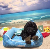 Puppy #6, a male Labradoodle for sale in Toccoa, GA – 1 of 8