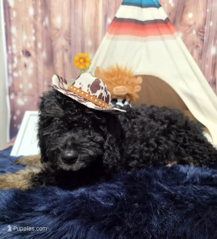 Puppy #16  💜 Boujee Jr.🐩 – Sheepadoodle puppy for sale in Toccoa, GA
