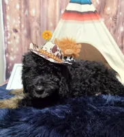 Puppy #16  💜 Boujee Jr.🐩, a male Sheepadoodle for sale in Toccoa, GA – 3 of 10