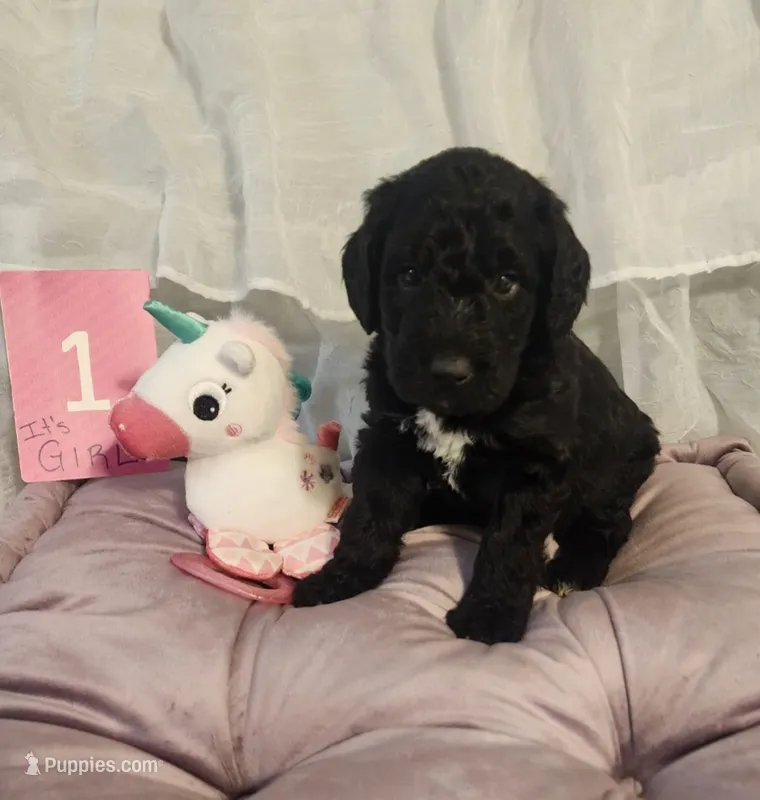 Puppy #1 – Labradoodle puppy for sale in Toccoa, GA
