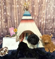 Puppy #4 Curly🤠🐾, a male Labradoodle for sale in Toccoa, GA – 2 of 7